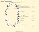 Permanent Tooth Eruption Chart
