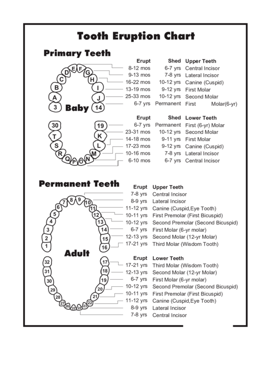 Tooth Eruption Chart Printable pdf