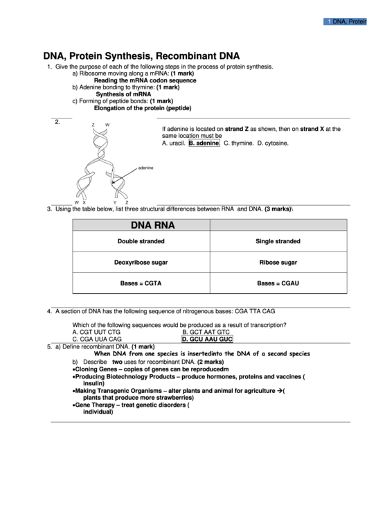 Dna Protein Synthesis Recombinant Dna Test Printable pdf
