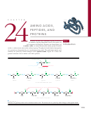 Amino Acids Peptides And Proteins