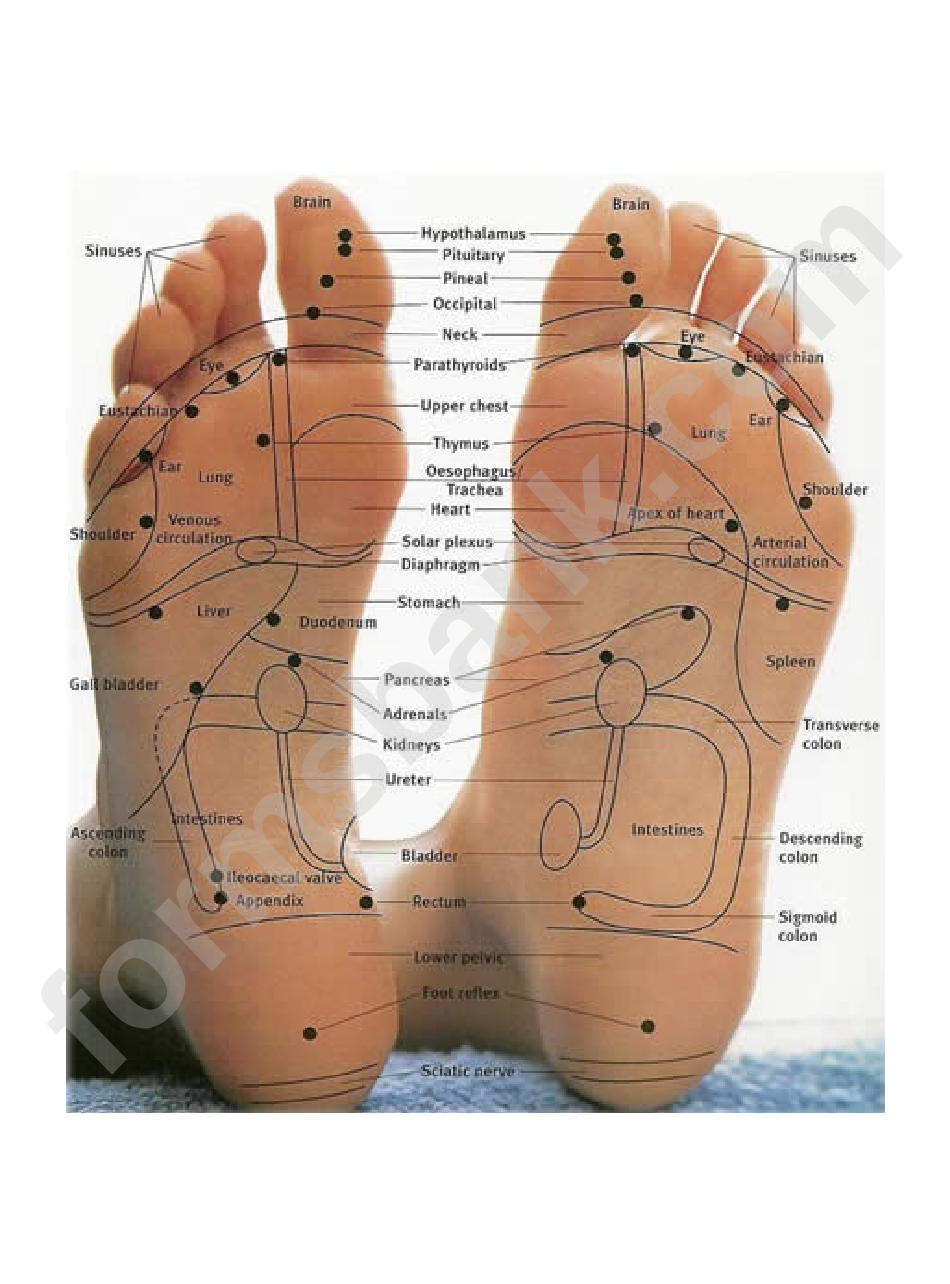 Reflexology Foot Chart printable pdf download