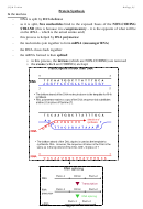 Protein Synthesis Printable pdf
