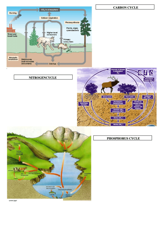 Nutrient Cycles Chart Printable pdf