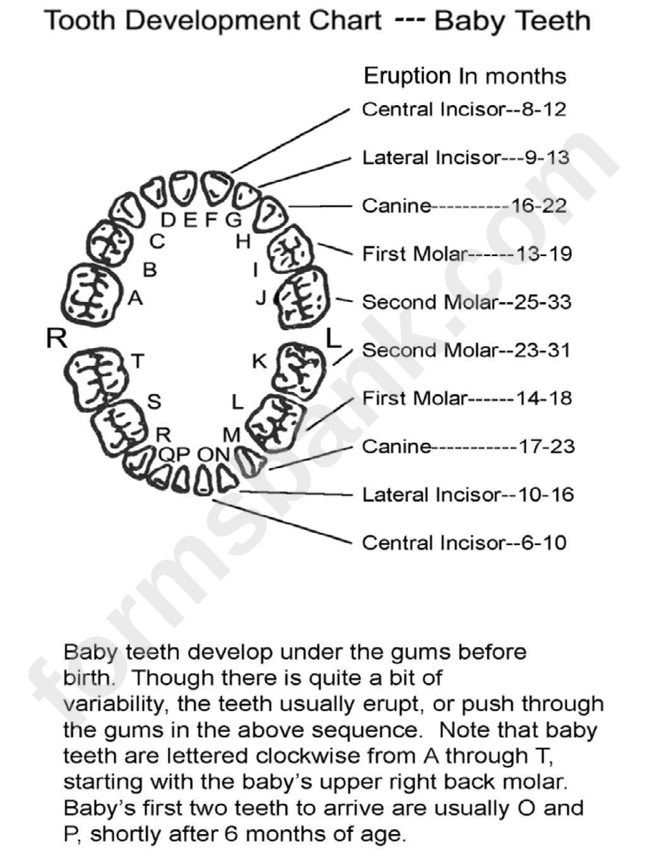 Tooth Development Chart - Baby Teeth