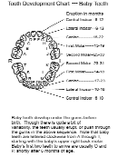 Tooth Development Chart - Baby Teeth