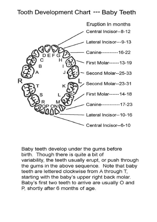 Tooth Development Chart - Baby Teeth Printable pdf
